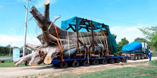 A truck transporting an uprooted baobab tree