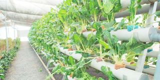 A hydroponic farm in Tana River, Kenya.