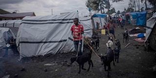 Displaced people in Kanyaruchinya, DR Congo 