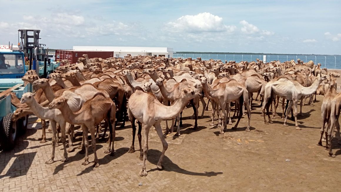 Some of the animals that were exported to Oman