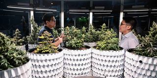 A medicinal cannabis dispensary in Bangkok.