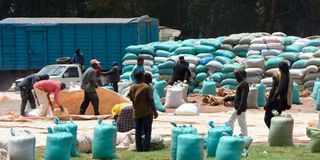 Farmers drying maize in Eldoret town in Kenya