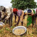 People harvesting beans