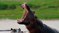 hippopotamus teeth