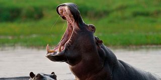 hippopotamus teeth