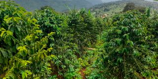 A coffee farm in Uganda.