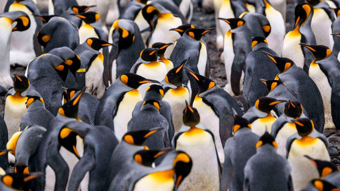 penguins