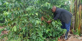 A farmer picking coffee in Uganda