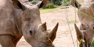 Rhinos at the Uganda Wildlife Education Centre in Entebbe