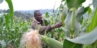 A farmer inspecting his maize crop in Nyeri, Kenya