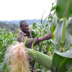 A farmer inspecting his maize crop in Nyeri, Kenya