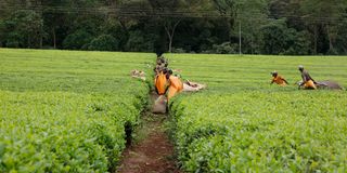 Workers at Finlays tea estate in Kericho