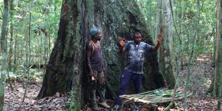 Two loggers in Gabon forest