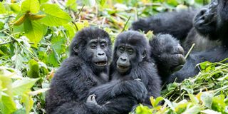 Mountain gorillas. 