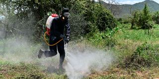 A man sprays a locust hatch site 