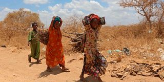 Girls carry firewood in drought-hit Somalia