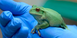 a frog