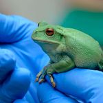 a frog