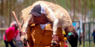 A man carries a sheep from Northlands City