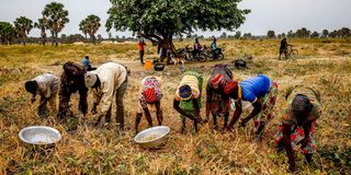 People harvesting beans in Togo