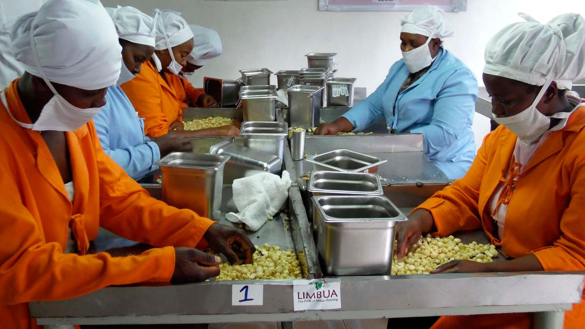 Workers at a macadamia nuts processing factory