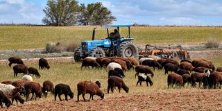 Sheep graze as a farmer ploughs a failed wheat field in Tunisia