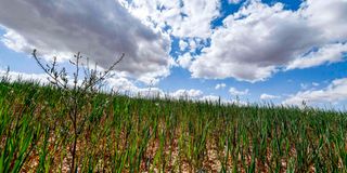 A failed wheat field during a drought in Medjez el-Bab
