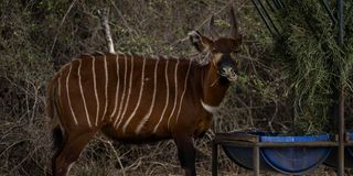 mountain bongo
