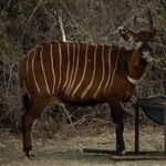 mountain bongo