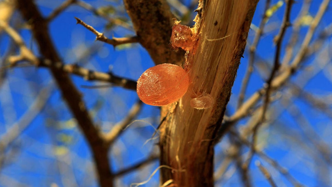 gum-arabic