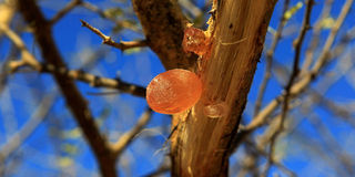 gum-arabic