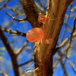 gum-arabic