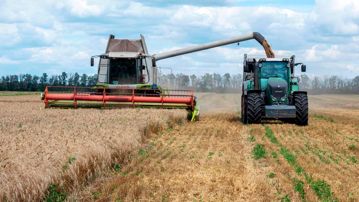 Wheat plantation in Ukraine