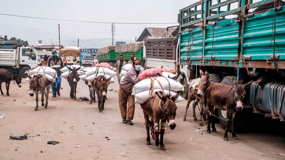 Donkeys carrying sacks of grains in Ethiopia