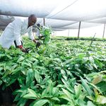 irrigation scheme