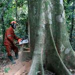 tree logging