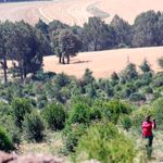 shamba s