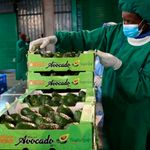 kenya exports of avocado
