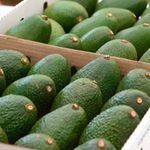 avocado (1)