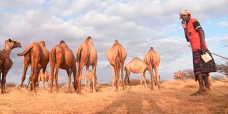 camels