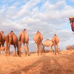 camels