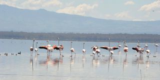 flamingoes