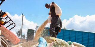 dry maize