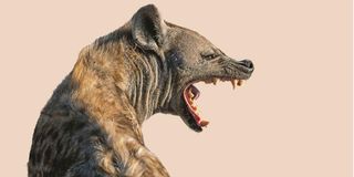 Hyena