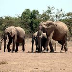 elephants
