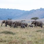 elephants