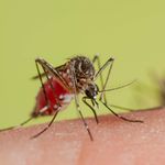 mosquito 