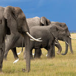 Elephants