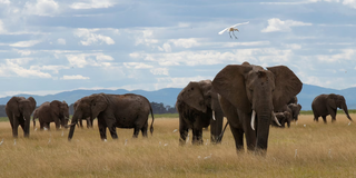 Elephants