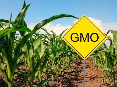 Why South Africa's apex court reversed GMO approval